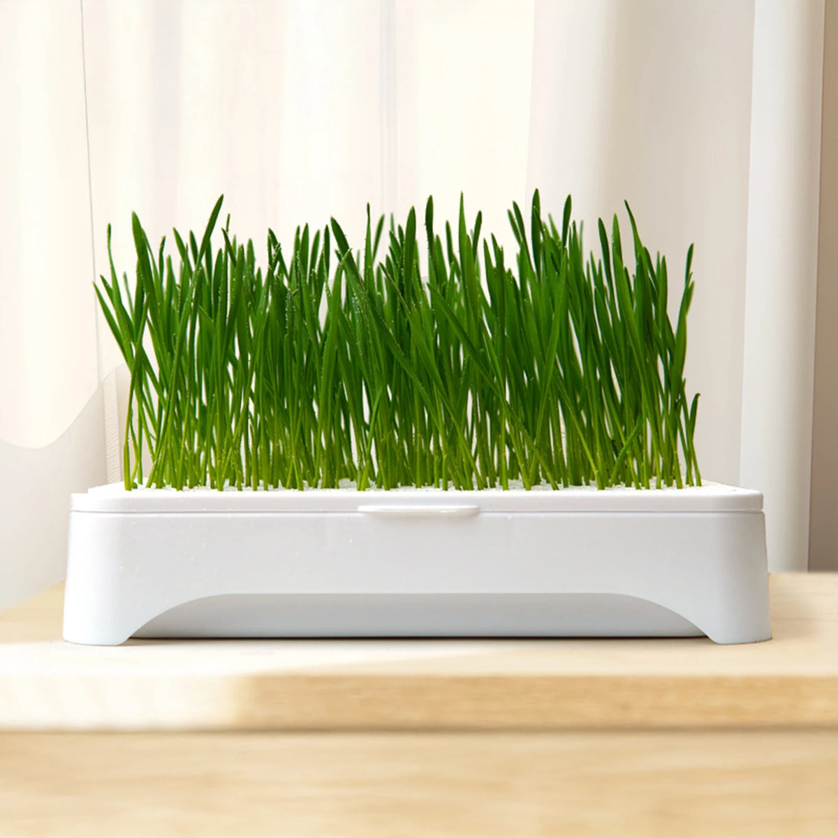 Maceta hidropónica para pasto de gato