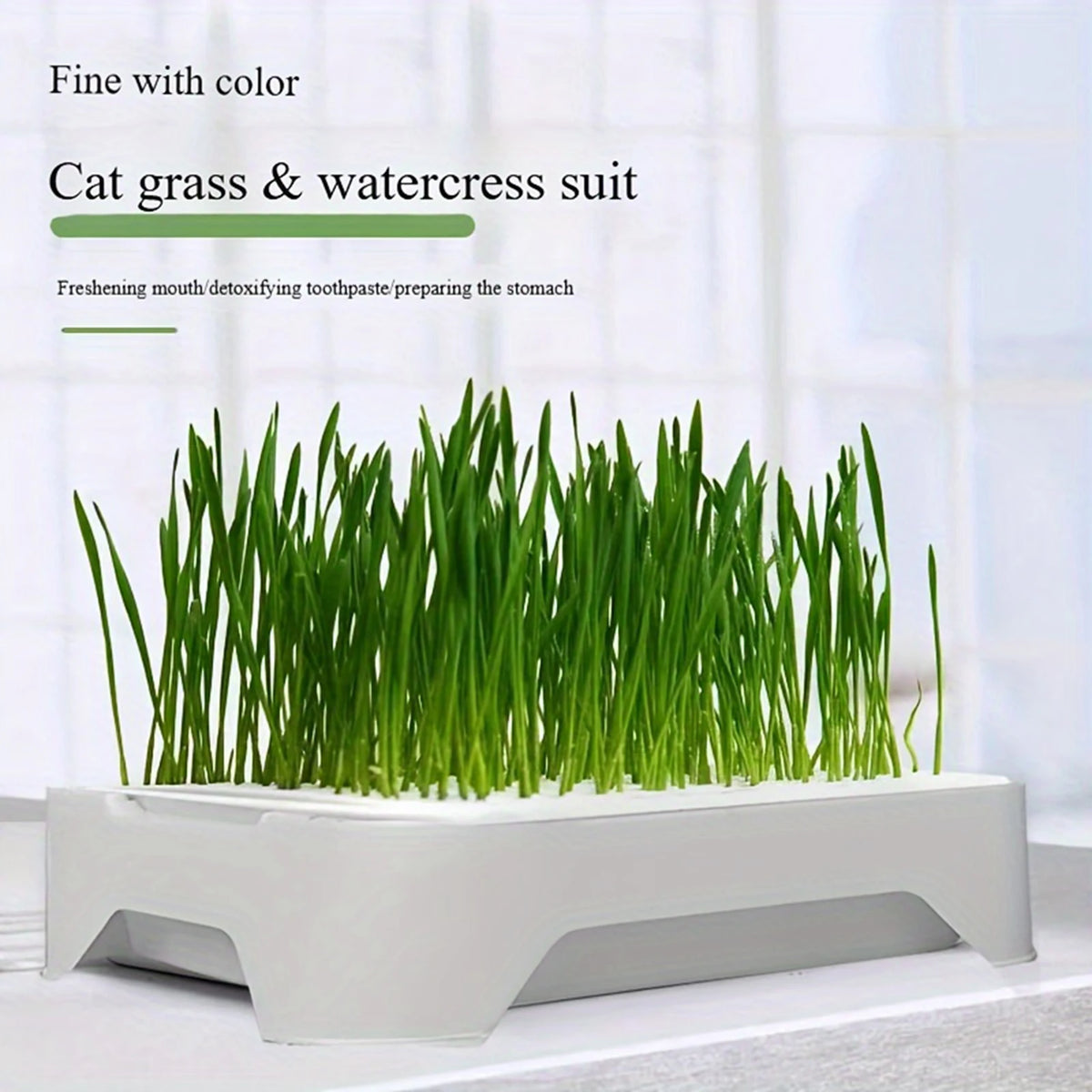 Maceta hidropónica para pasto de gato